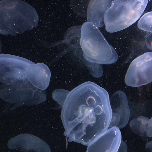 Meet your Posher, Gina - Picture 1 of 1